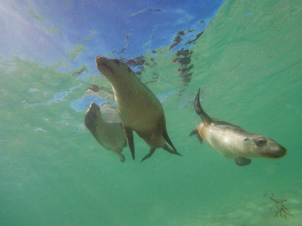 istock Snorkeling with playful sea lions 1314524356