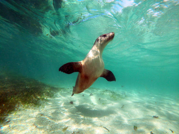 istock Snorkeling with a graceful sea lion 1314525204