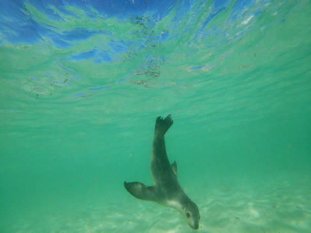 istock Snorkeling with a graceful sea lion 1314525332