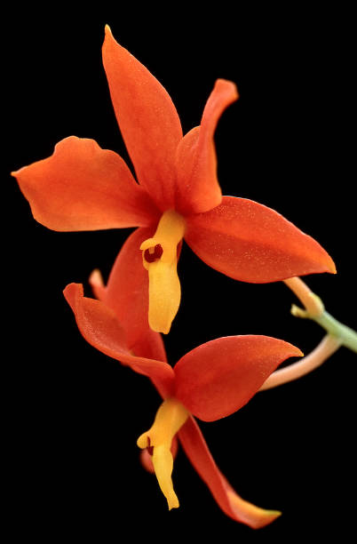 Encyclia Orchid red flowers of orchid Encyclia vitellina also called Prosthechea vitellina encyclia orchid stock pictures, royalty-free photos & images