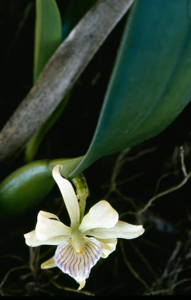 Encyclia Orchid white flowers of orchid Encyclia fragrans encyclia orchid stock pictures, royalty-free photos & images