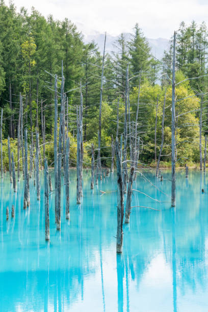 istock Summer green thickets and blue pond in Biei 1314526518