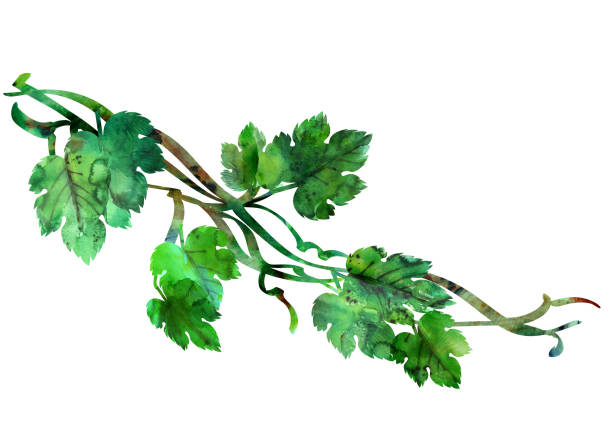 ilustraciones, imágenes clip art, dibujos animados e iconos de stock de vid de uva abstracta acuarela con hojas en colores verdes - vine label grape wine