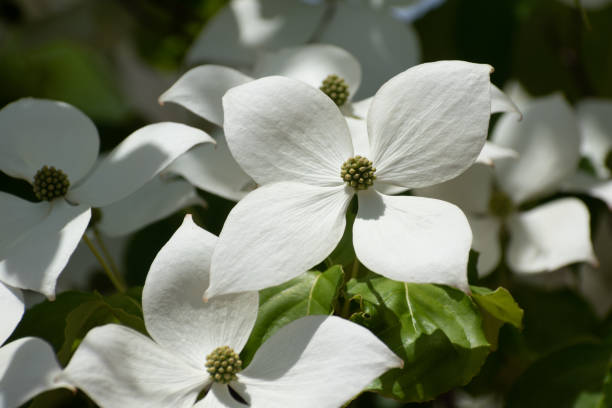 istock White flowers on the roadside tree in summer 1314526605