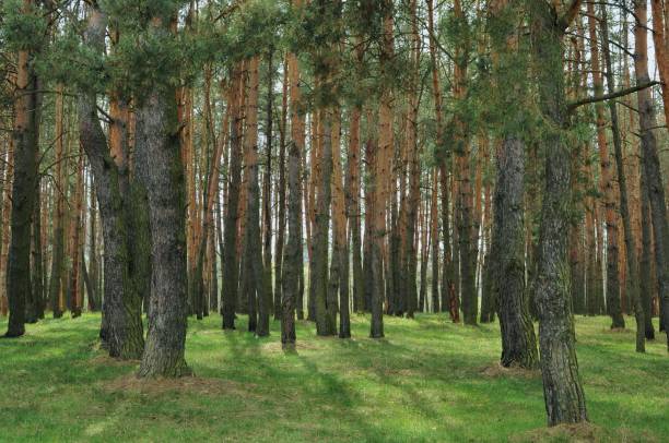 istock Landscape of spring pine trees with back sun light and shadows. Beautiful forest 1314526653