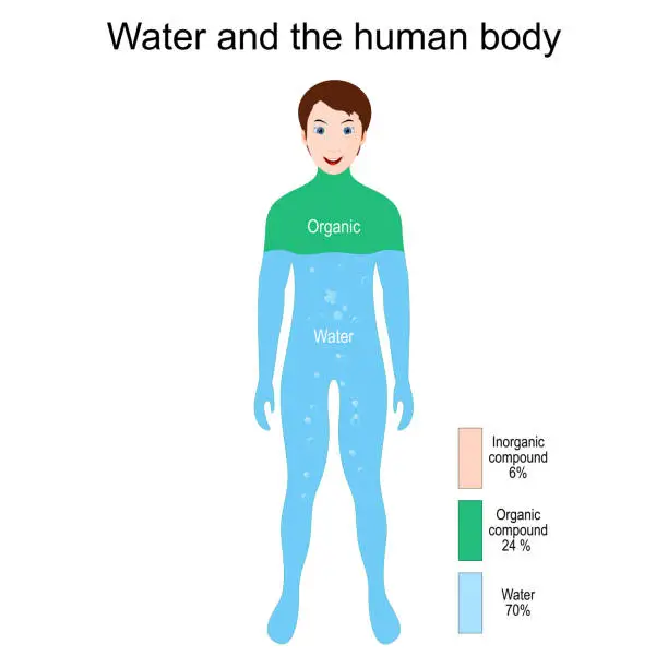 Vector illustration of Human Body, Water, Organic and Inorganic Elements. Percentage