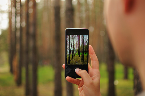 Man is taking a photo of pine trees in forest with his smartphone. Amateur photographer