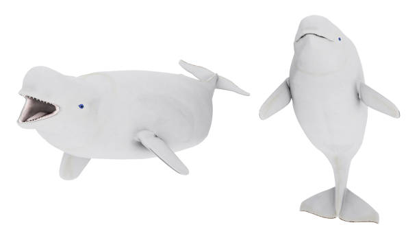 istock Two Beluga whales isolated on white background 1314528639