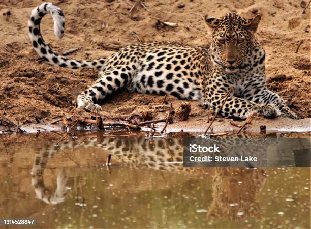 Reflections Leopard Leopard Reflection Stock Photo - Download Image Now - Africa, African ...