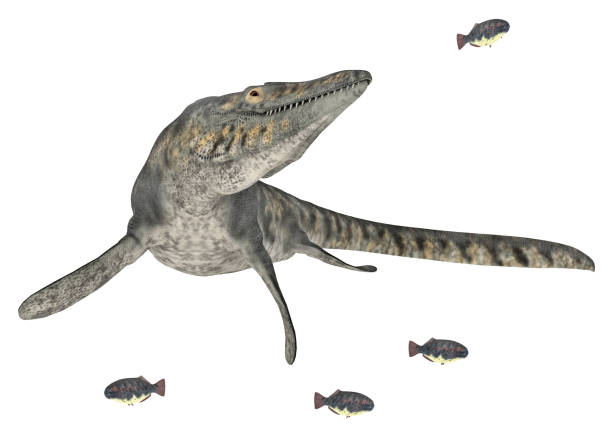 istock Mosasaur Tylosaurus isolated on white background 1314528880