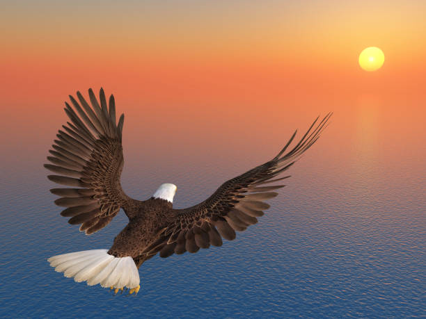 日没時の海の上の海のワシ - white tailed eagle sea eagle eagle sea ストックフォトと画像