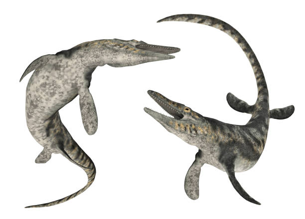 istock Mosasaur Tylosaurus isolated on white background 1314529765