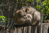 street-cat-nahaufnahme.jpg?b=1&s=170x170