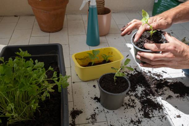 istock One man planting herbs seedling in pots 1314530142