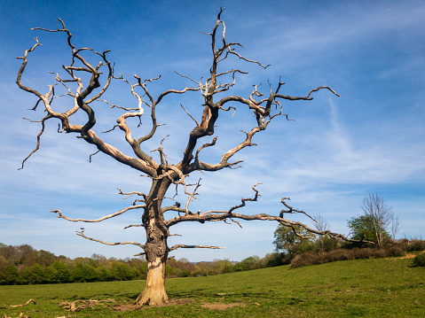 Leafless Dead Tree In A Rural Scene