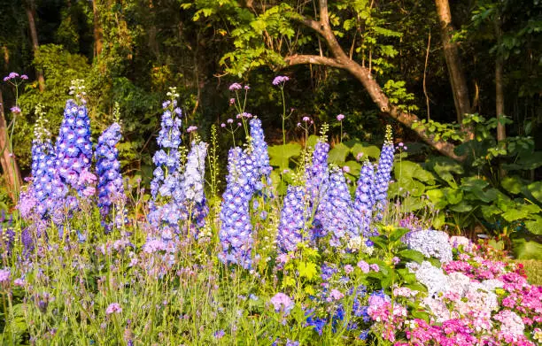 delphinium flowers blooming on blurred background.