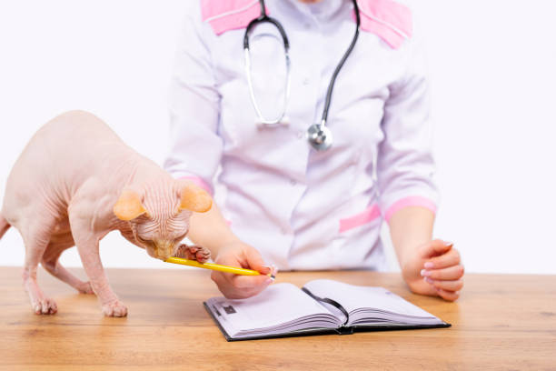 istock Image of a playful and curious sphinx cat biting a veterinarian's pencil. The active and optimistic moment for a cat after recovering energy. Effects of effective examination. 1314532281