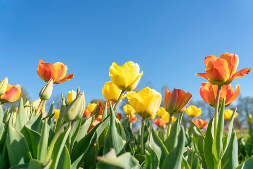 Line of orange and yellow tulips against clear blue sky. Low angle view. Slovenia