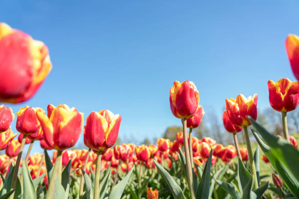 istock Red-yellow tulips growing against clear blue sky 1314532779