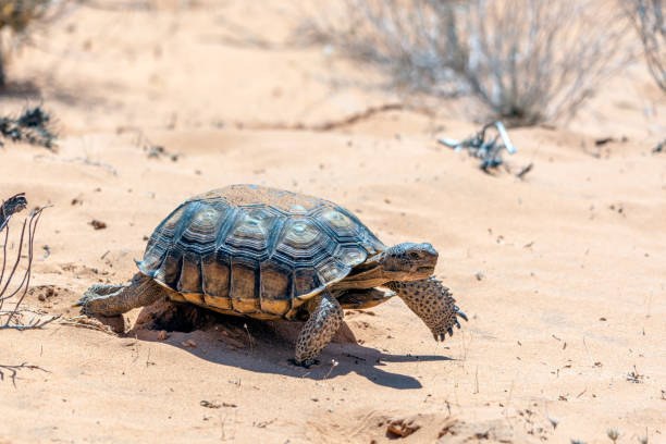 istock Desert Tortoise, Gopherus agassizii, in the sandy Nevada desert after emerging from its winter hibernation den. 1314534084