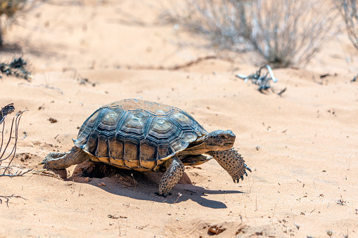 Desert Tortoise, Gopherus agassizii, in the sandy Nevada desert after emerging from its winter hibernation den.
