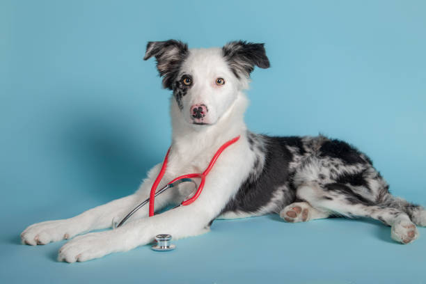 hermoso border collie con un estetoscopio en el cuello acostado y mirando a la cámara sobre un fondo azul - doctor dog portrait animal hospital fotografías e imágenes de stock