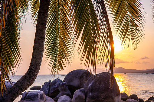 Tropical trees with sea sunset