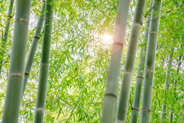 istock Beautiful and fresh green bamboo grove 1314538584