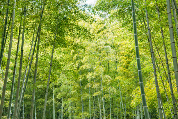 istock Beautiful and fresh green bamboo grove 1314538743