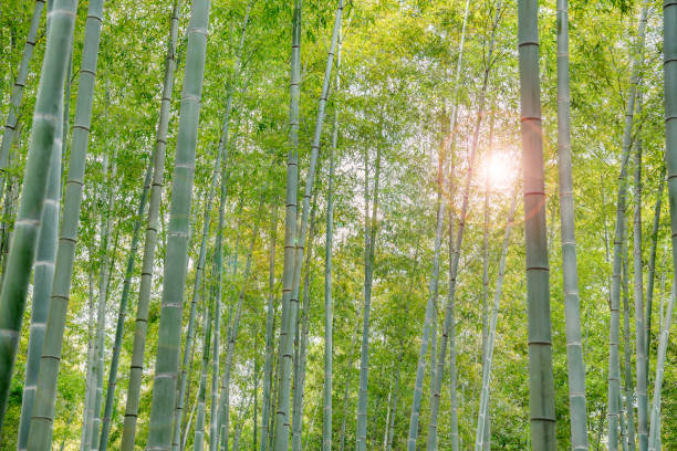 istock Beautiful and fresh green bamboo grove 1314538946