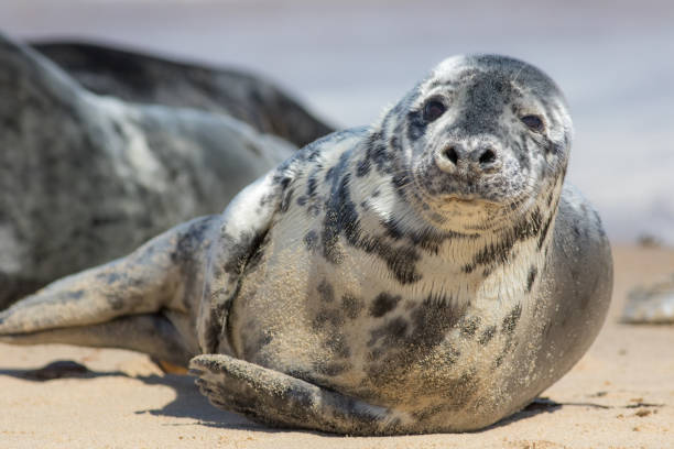 istock Wild grey seal portrait image. Beautiful gray seal from Horsey 1314539504