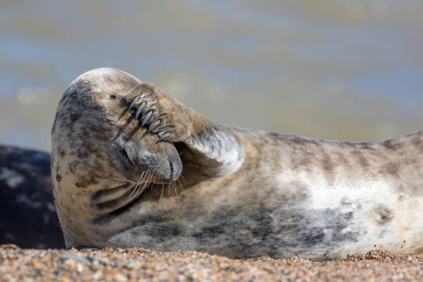 istock Headache. Funny animal meme image. Wild seal covering its eyes. 1314539518