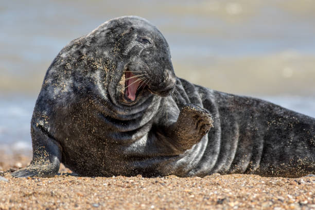 istock Funny animal meme image. Cute friendly happy seal saying hi 1314539531