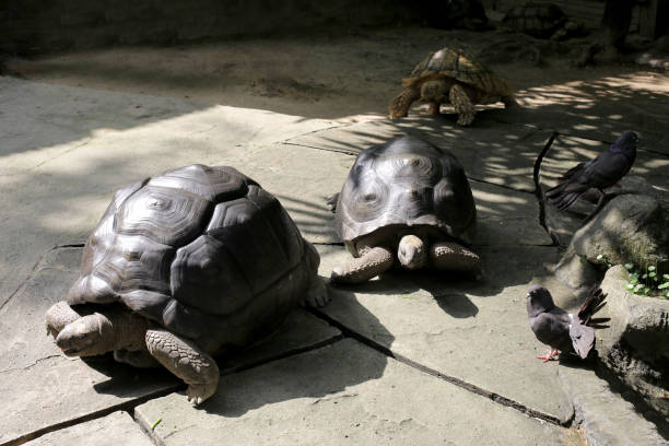 istock Animals in Petting Zoo 1314539824
