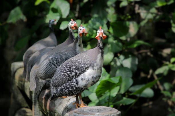 Guinea Fowl