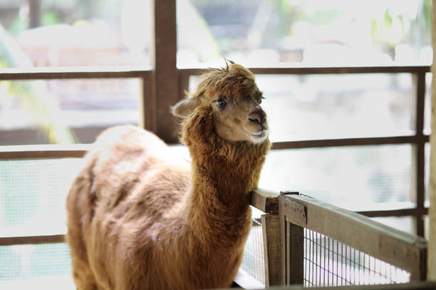 Alpaca in petting zoo.