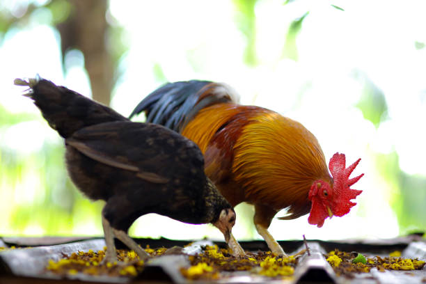 Jungle Fowl in petting zoo.