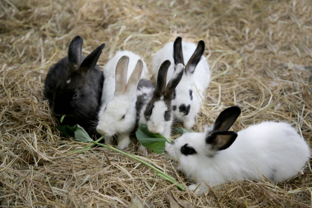 Group of little rabbits isolated on a white background. Perfect for Easter, farming, and pet-themed concepts.