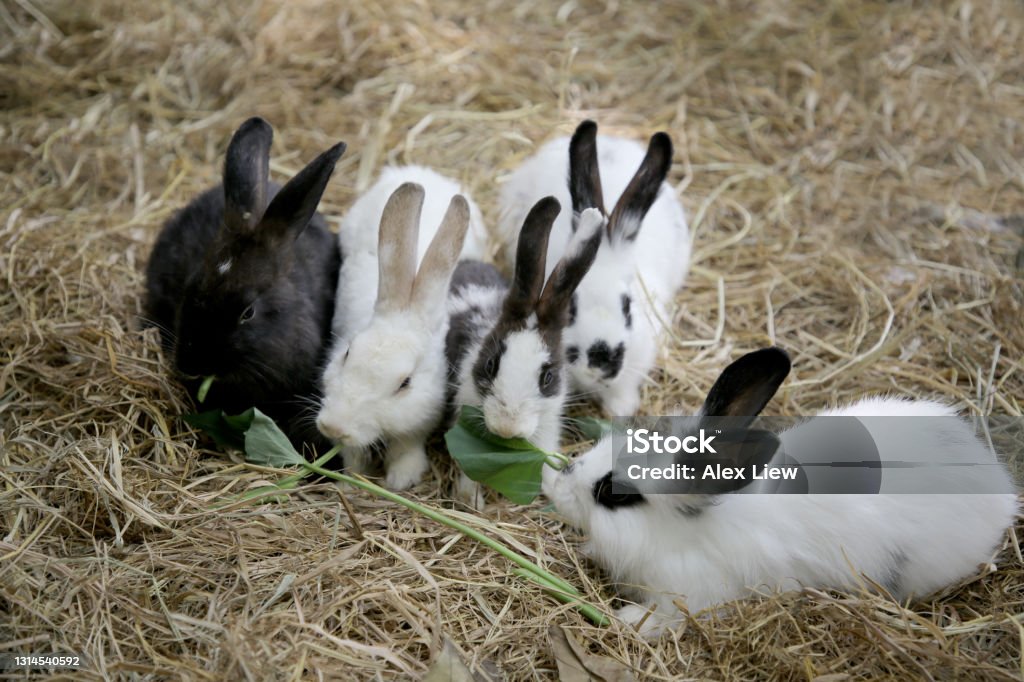 Animals in Petting Zoo Rabbits in petting zoo. Rabbit - Animal Stock Photo