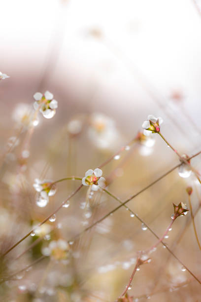 Macro Photo on a rainy day