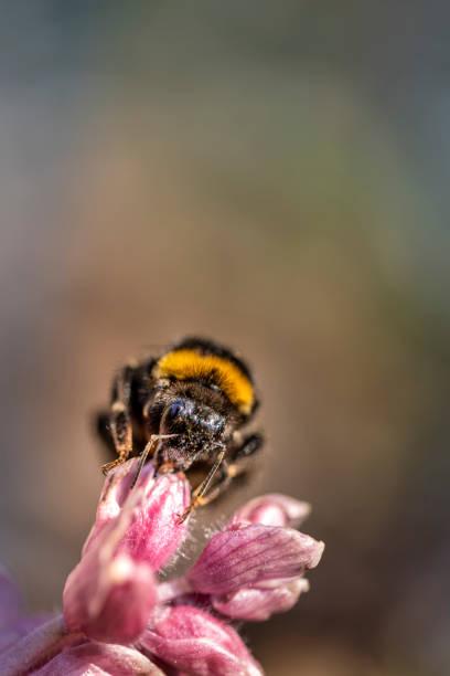 istock Ground level view of a Bumblebee on a Flower 1314540696