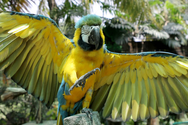 istock Petting Zoo in Asia 1314540876