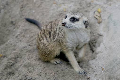 Meerkat standing on back legs on lookout. Suricata suricatta.