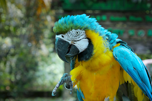 Blue and Gold Macaw in petting zoo.