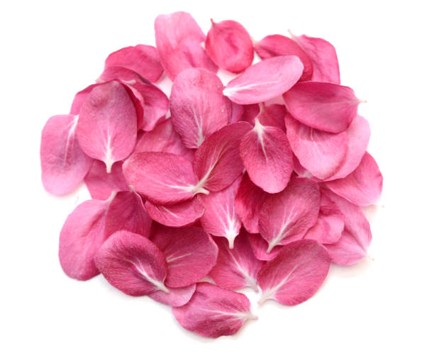 istock Petals of peach flower blooming on white 1314541372