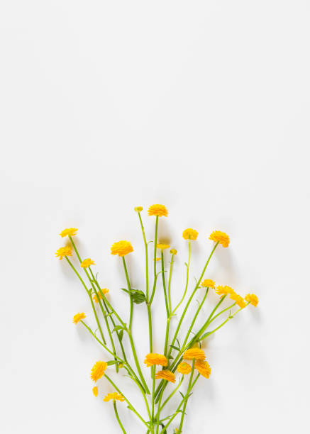 istock Yellow buttercup flowers on white background. Nature concept. Top view. Flat lay 1314542170