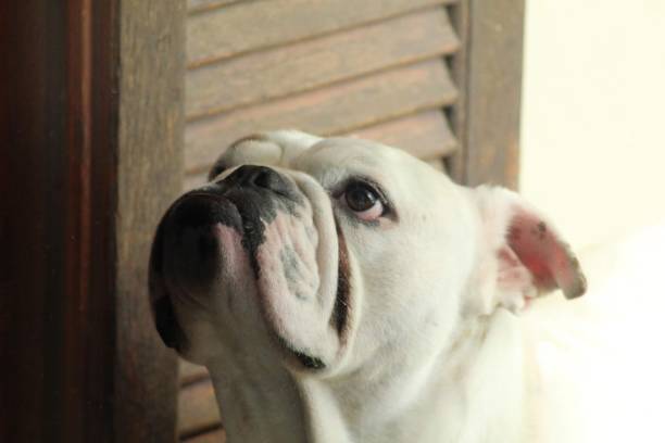 istock English bulldog 1314543458