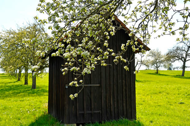istock apple blossom with old barn and ladder spring in Germany 1314544124