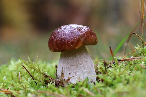 Boletus edulis known as cep, penny bun, porcino or porcini. The stout stipe, or stem, is white or pale brown with a white network pattern, or reticulations.