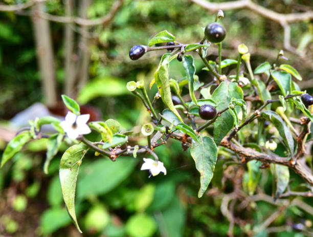 istock Chili plant seen from close 1314545322
